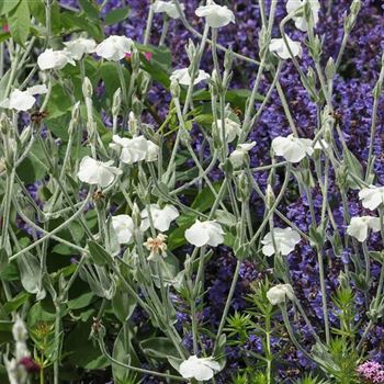 Lychnis_coronaria_Alba_HRM_Q2.jpg