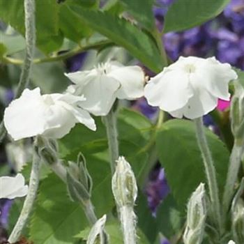 Lychnis_coronaria_Alba_HRM_Q1.jpg