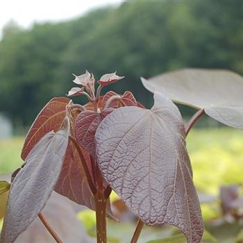 Catalpa_erubescens_Purpurea_GR_R3.JPG