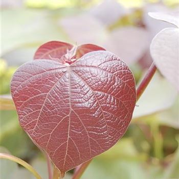 Catalpa_erubescens_Purpurea_GR_R2.JPG