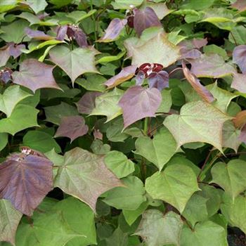 Catalpa_erubescens_Purpurea_GR_R5.JPG