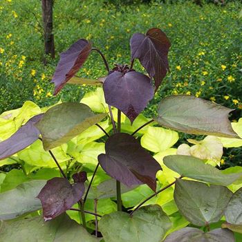 Catalpa_erubescens_Purpurea_2005_3689.jpg