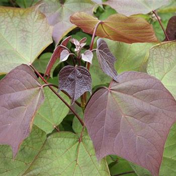 Catalpa_erubescens_Purpurea_GR_R4.JPG