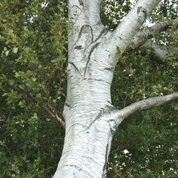 Betula_pubescens_2007_4003.jpg