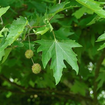 Platanus_orientalis_2007_1794.jpg