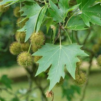 Platanus_orientalis_2006_3795.jpg