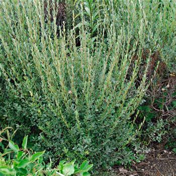 Salix_repens_argentea_2007_4735.jpg