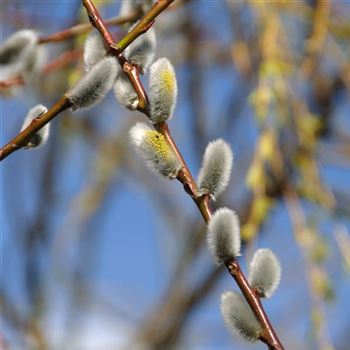 Salix_daphnoides_Praecox_2008_0398_x.jpg