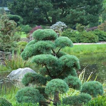 Pinus_sylvestris_Norske_Typ_2010-7935.jpg