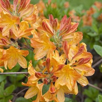 Rhododendron_luteum_Gibraltar_2006_1869_x.jpg