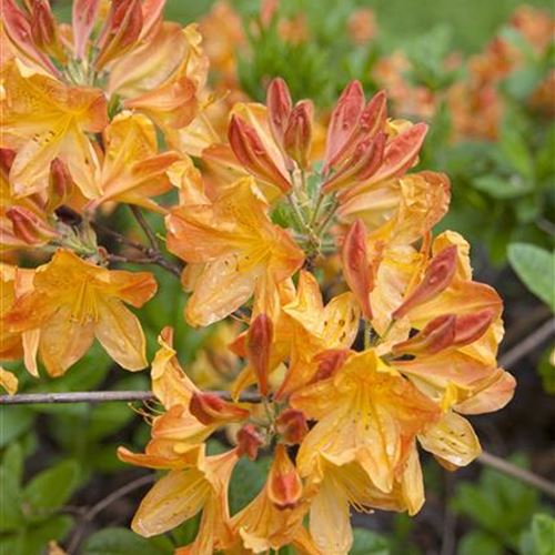 Azalea Knap-Hill 'Gibraltar'