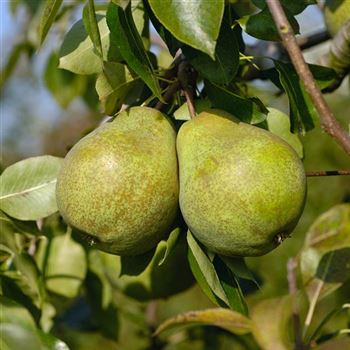 Pyrus_communis_Koestliche_von_Charneux_HRM_Q1.jpg