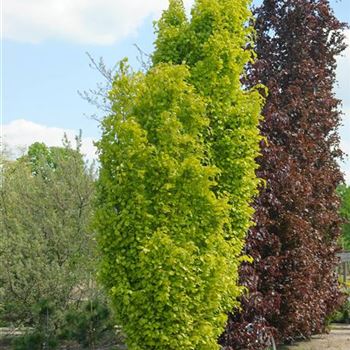 Fagus_sylvatica_Dawyck_Gold_2008_2049.jpg