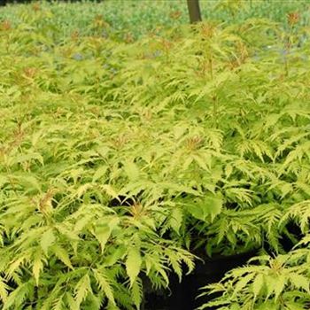 Sambucus_racemosa_Plumosa_Aurea_GR_R2.jpg