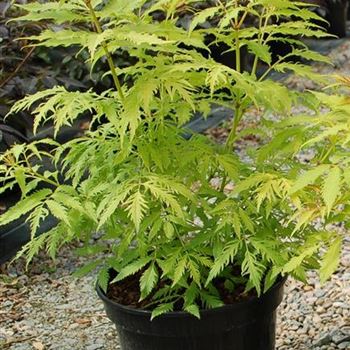 Sambucus_racemosa_Plumosa_Aurea_GR_R3.jpg