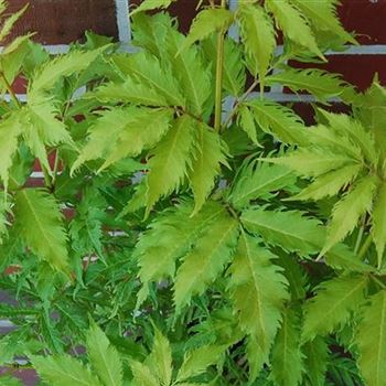 Sambucus_racemosa_Plumosa_Aurea_GR_R4.jpg