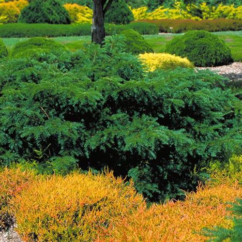 Taxus baccata 'Nissens Corona'