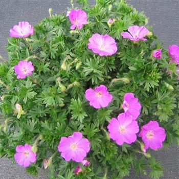 Geranium_sanguineum_Max_Frei_GR_R3.jpg