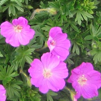 Geranium_sanguineum_Max_Frei_GR_Q1.jpg