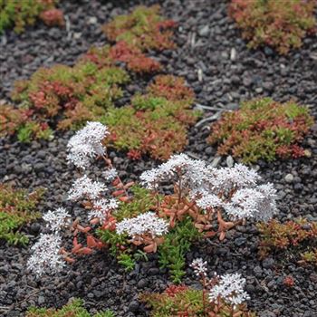 Sedum_album_Coral_Carpet_HRM_Q2.jpg