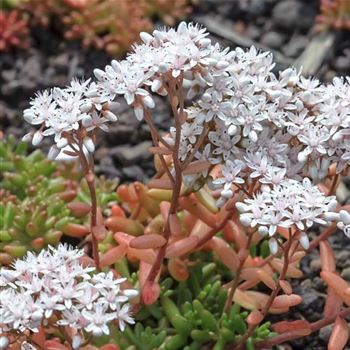 Sedum_album_Coral_Carpet_HRM_Q1.jpg