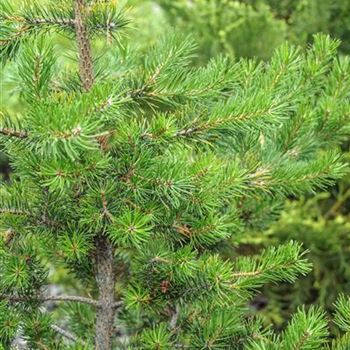 Pinus_banksiana_2012_4561.jpg