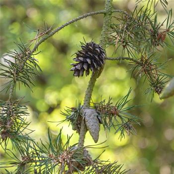 Pinus_banksiana_2013_3963_q.jpg