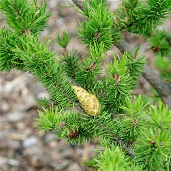 Pinus_banksiana_2008_6441_x.jpg