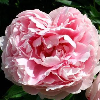 Paeonia_Sarah_Bernhardt_HRM_Q2.jpg