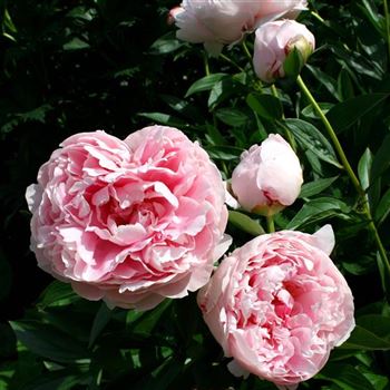 Paeonia_Sarah_Bernhardt_HRM_Q3.jpg