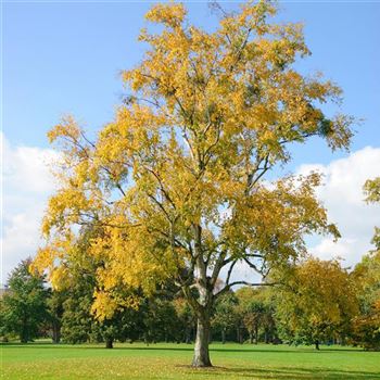 Betula_papyrifera_2007_8834.jpg