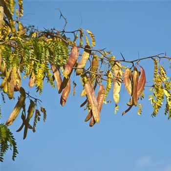 Gleditsia_triacanthos_2007_7249.jpg