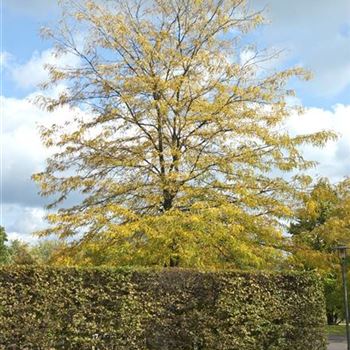 Gleditsia_triacanthos_2008_8458.jpg