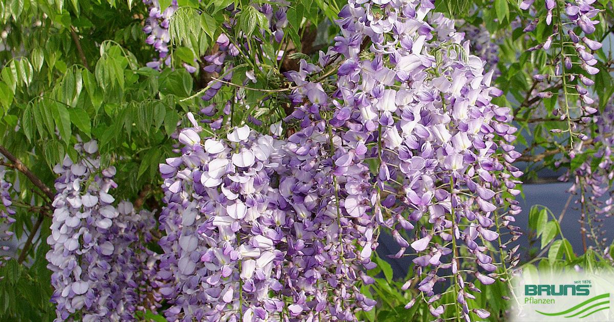 Wisteria floribunda, Japanischer Blauregen von Bruns Pflanzen