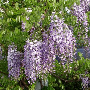 Wisteria_floribunda_2005_1199_b.jpg