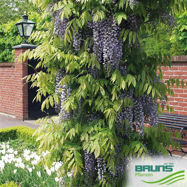 Wisteria floribunda, Japanischer Blauregen von Bruns Pflanzen