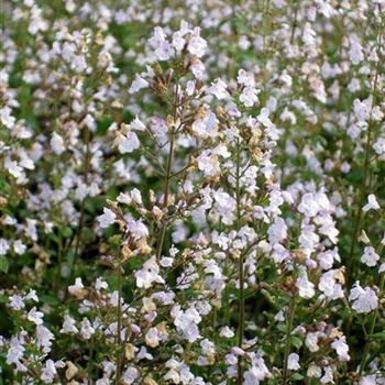 Calamintha_nepeta_Triumphator_OTE5MjMwMlo.jpg