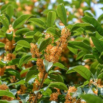 Osmanthus_fragrans_2013_5905_x.jpg