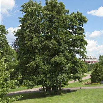 Alnus_glutinosa_2007_1827.jpg