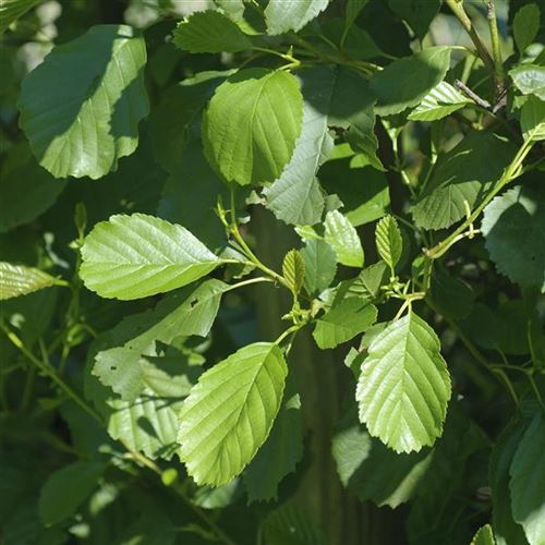 Alnus glutinosa