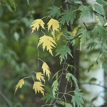 Betula_pendula_Dalecarlica_2007_7397.jpg