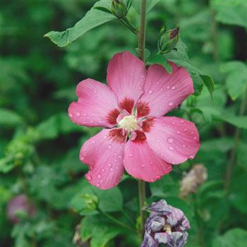 Hibiscus_syriacus_Woodbridge_2007-5616.jpg