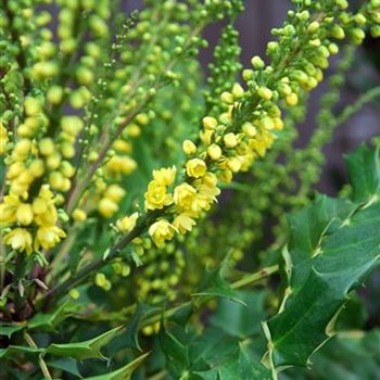 Mahonia_media_Winter_Sun_2007_9098.jpg