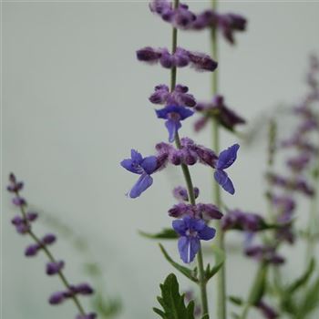 Perovskia_atriplicifolia_Blue_Spire_GR_Q1.jpg