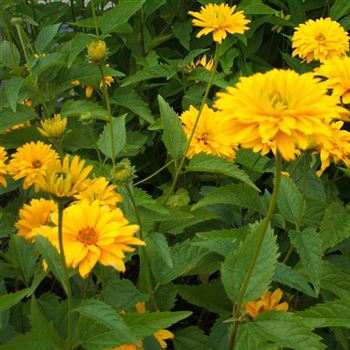 Heliopsis_scabra_Goldgefieder_WI_Q2.jpg