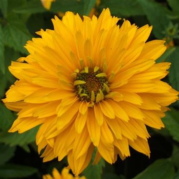 Heliopsis_scabra_Goldgefieder_WI_Q1.jpg