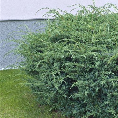 Juniperus chinensis 'Blue Alps'