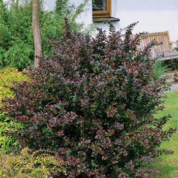 Berberis_thunbergii_Atropurpurea_2003_0266_b.jpg