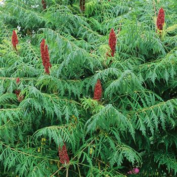 Rhus_typhina_Dissecta_1998_2497_q.jpg