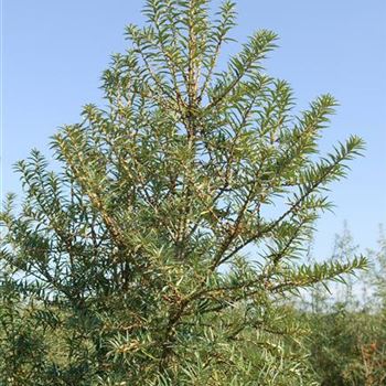 Hippophae_rhamnoides_Pollmix_4_2007_9034.jpg